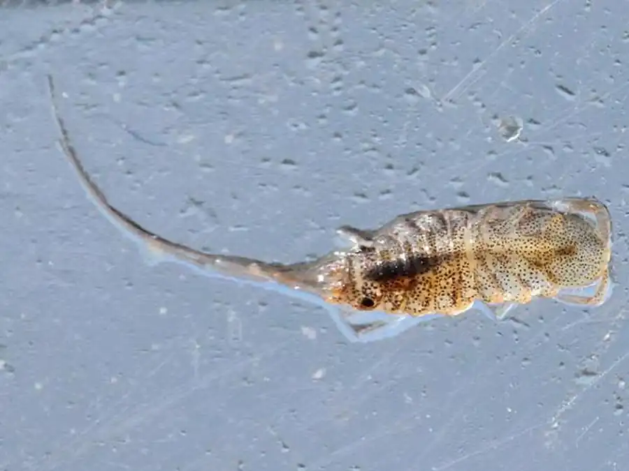 Gnorimosphaeroma noblei Menzies, 1954 Gnorimosphaeroma noblei Menzies, 1954