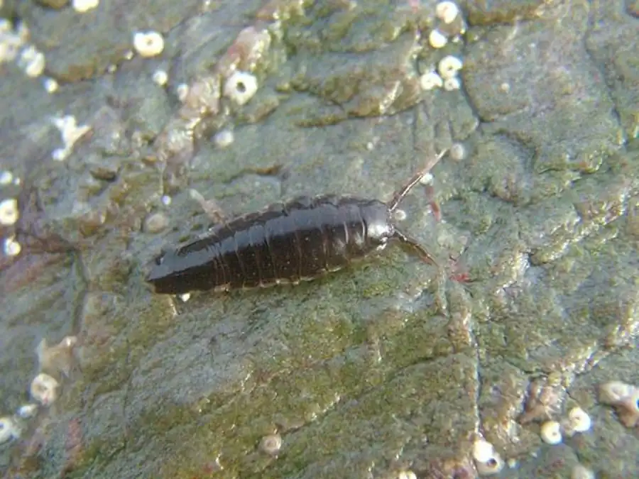 Подсемейство SPHAEROMATINAE Milne Edwards, 1840 Подсемейство SPHAEROMATINAE Milne Edwards, 1840