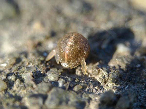 Dynoides dentisinus Shen, 1929