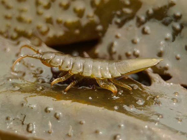 Dynoides brevicornis Kussakin et Malyutina, 1987