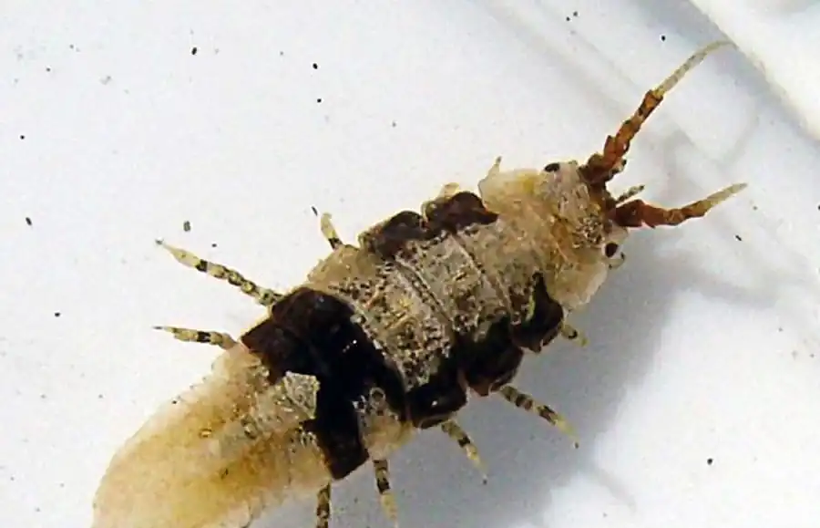 Род Cliamenella Kussakin et Malyutina, 1987 Род Cliamenella Kussakin et Malyutina, 1987