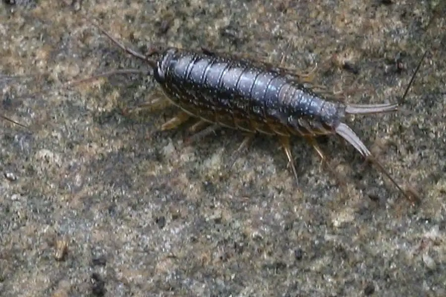 Род Cymodoce Leach, 1814 Род Cymodoce Leach, 1814