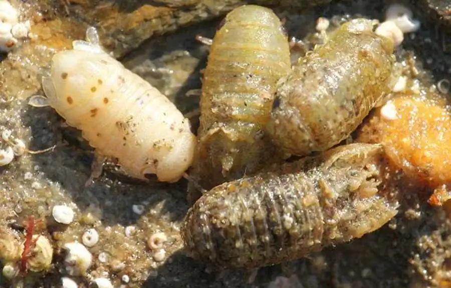 Cymodoce japonica Richardson, 1907 Cymodoce japonica Richardson, 1907