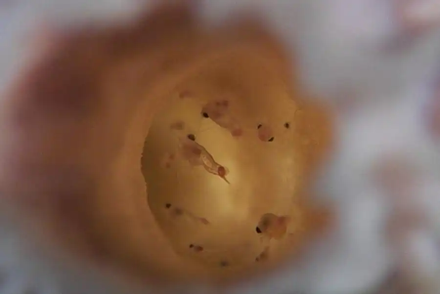 Подсемейство DYNAMENINAE Bowman, 1981 Подсемейство DYNAMENINAE Bowman, 1981