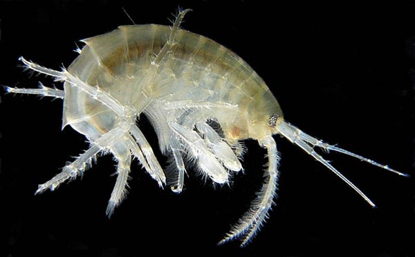 Семейство TECTICIPITIDAE Iverson, 1982