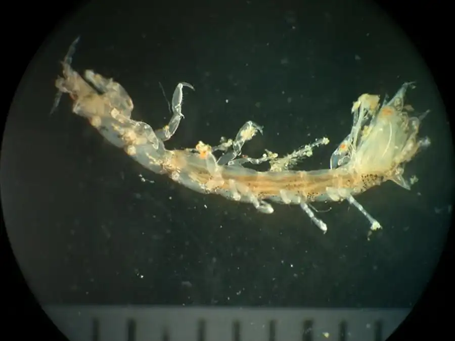 Изоподы Японского моря Изоподы Японского моря