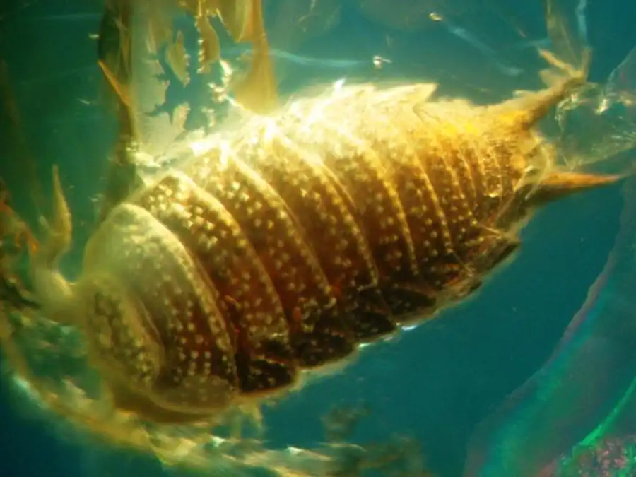 Tecticeps glaber Gurjanova, 1933 Tecticeps glaber Gurjanova, 1933