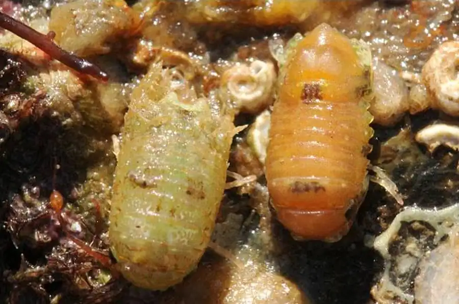 Tecticeps serratus Gurjanova, 1935 Tecticeps serratus Gurjanova, 1935