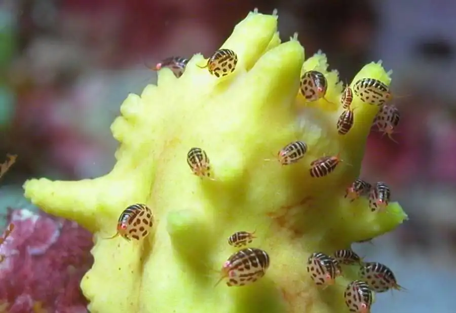 Tecticeps alascensis Richardson, 1897 Tecticeps alascensis Richardson, 1897