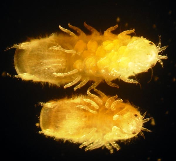 Семейство LIMNORIIDAE White, 1850