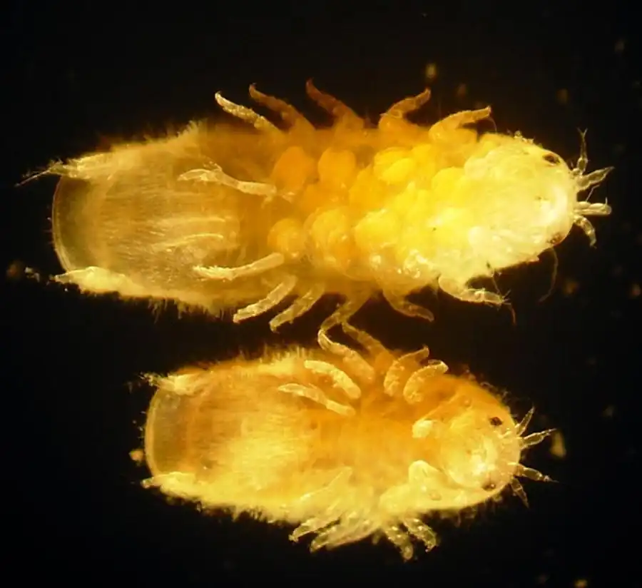 Семейство LIMNORIIDAE White, 1850 Семейство LIMNORIIDAE White, 1850