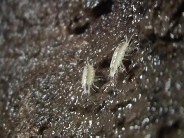 Limnoria lignorum (Rathke, 1799)