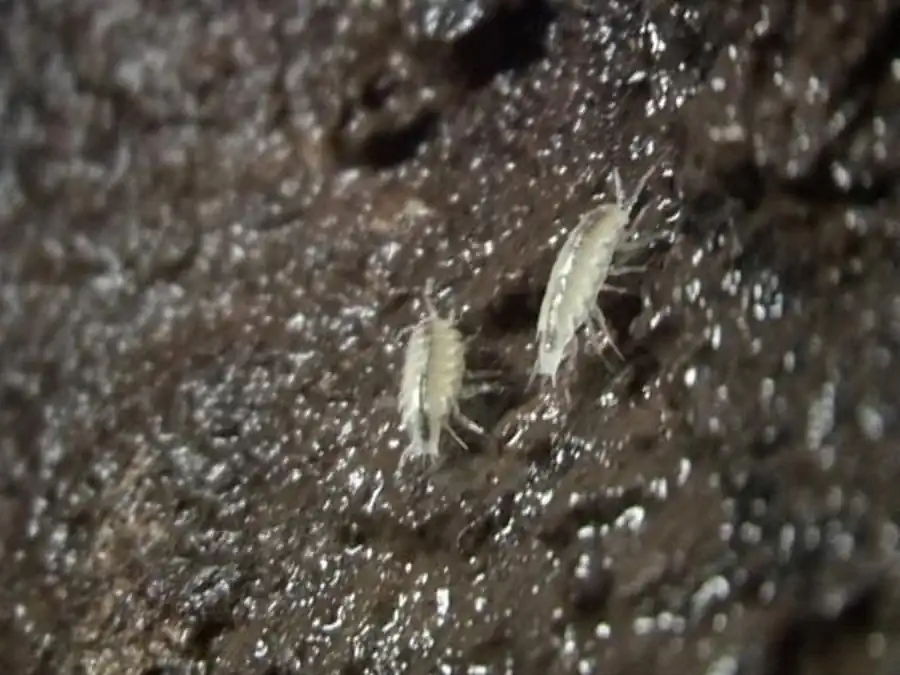 Limnoria lignorum (Rathke, 1799) Limnoria lignorum (Rathke, 1799)