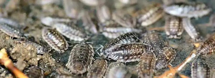 Limnoria zinovae (Kussakin, 1963) Limnoria zinovae (Kussakin, 1963)