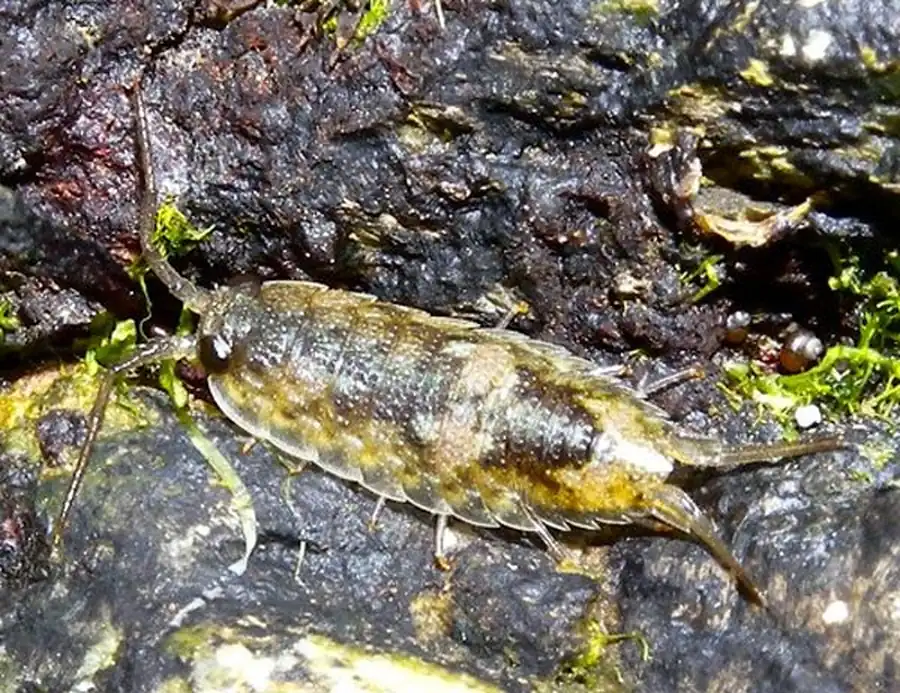 Limnoria emarginata Kussakin et Malyutina, 1989 Limnoria emarginata Kussakin et Malyutina, 1989