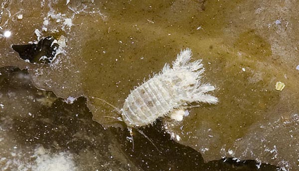 Limnoria magadanensis Jesakova, 1961