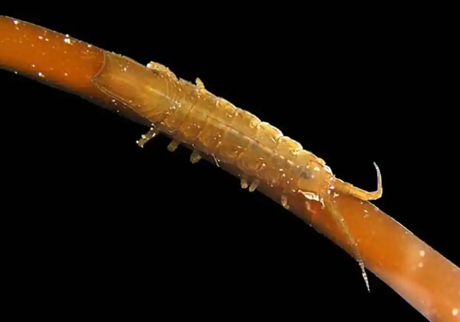 Limnoria borealis Kussakin, 1963 Limnoria borealis Kussakin, 1963