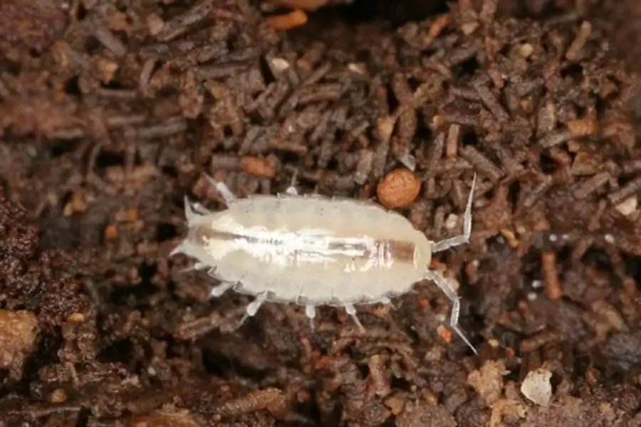 Семейство TRIDENTELLIDAE Bruce, 1984 Семейство TRIDENTELLIDAE Bruce, 1984