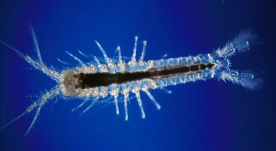 Строение изопод Японского моря Строение изопод Японского моря