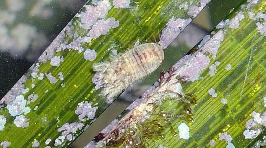 Tridentella sculpturata Kussakin, 1955 Tridentella sculpturata Kussakin, 1955