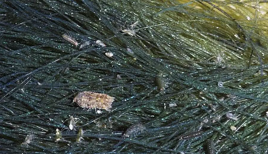 Tridentella cornuta Kussakin, 1979 Tridentella cornuta Kussakin, 1979