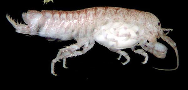 Семейство AEGIDAE White, 1850