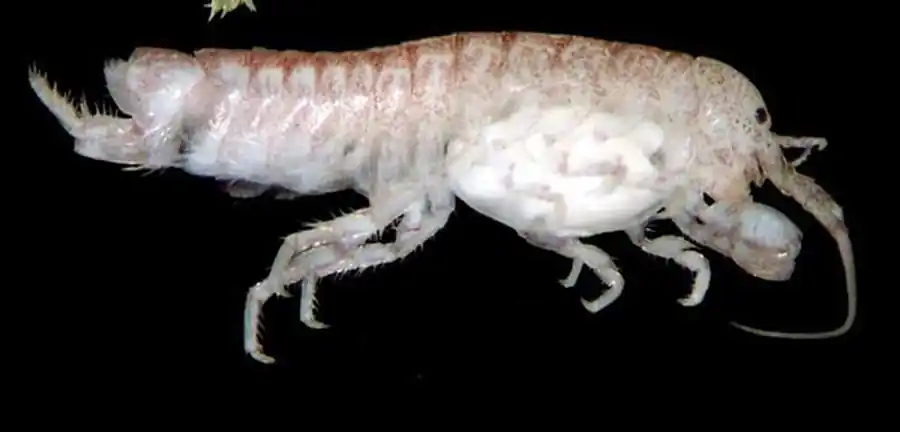 Семейство AEGIDAE White, 1850 Семейство AEGIDAE White, 1850