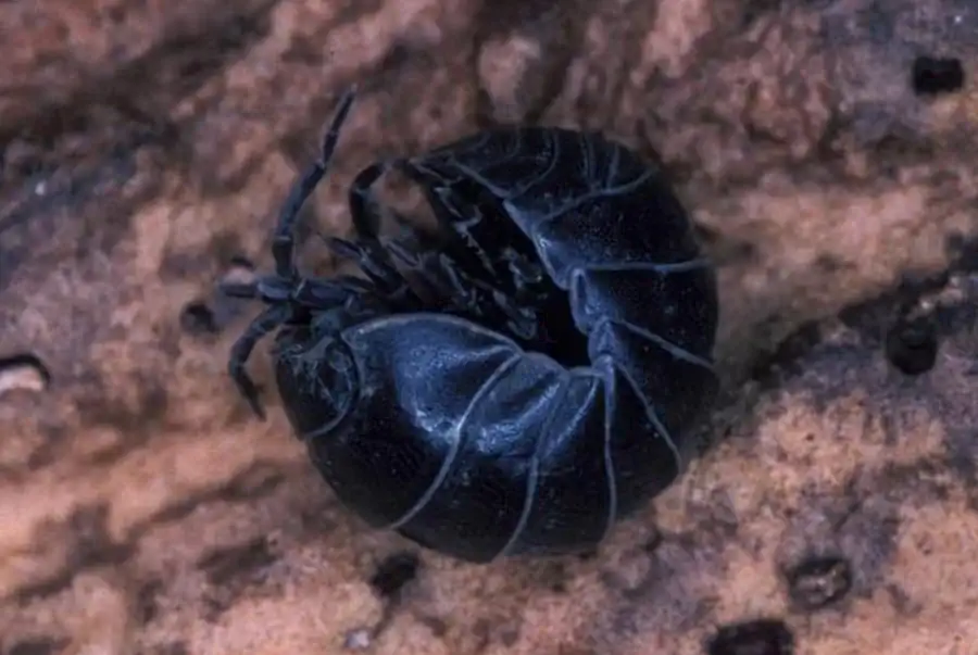 Rocinela maculata Schioedte et Meinert, 1879 Rocinela maculata Schioedte et Meinert, 1879