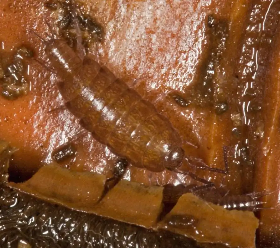 Распространение Rocinela maculata Schioedte et Meinert, 1879 Распространение Rocinela maculata Schioedte et Meinert, 1879