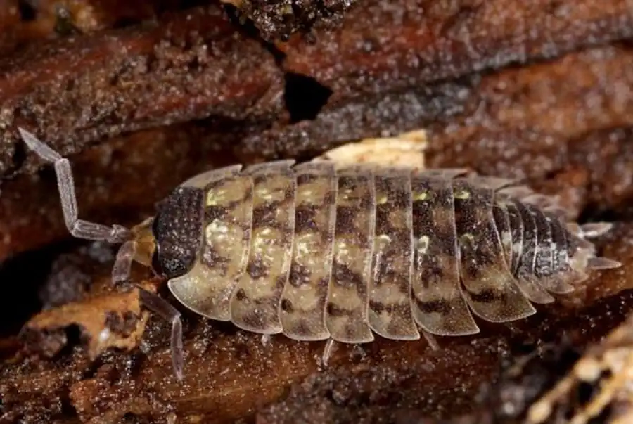 Rocinela angustata Richardson, 1898 Rocinela angustata Richardson, 1898