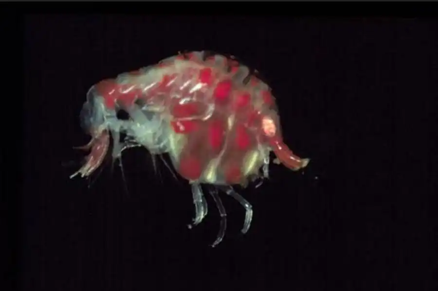 Rocinela belliceps (Stimpson, 1864) Rocinela belliceps (Stimpson, 1864)