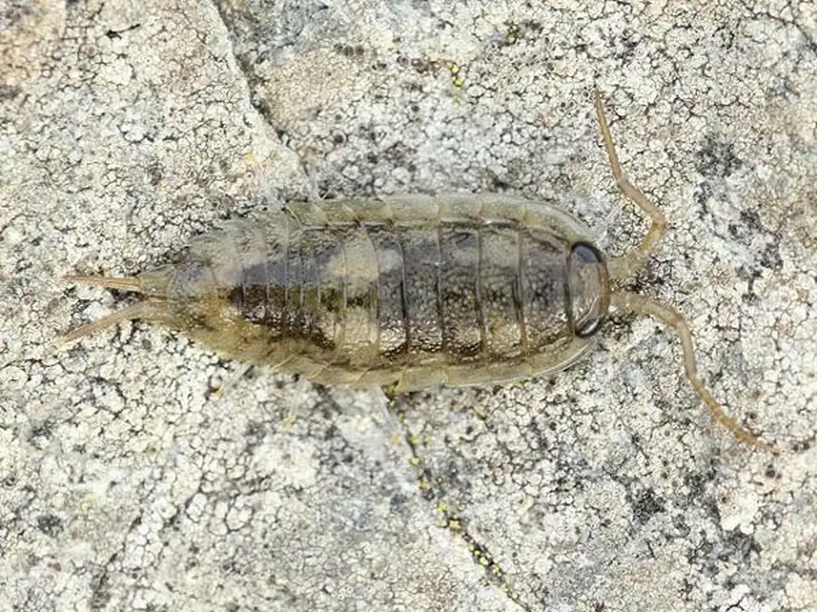 Семейство CYMOTHOIDAE Leach, 1818 Семейство CYMOTHOIDAE Leach, 1818