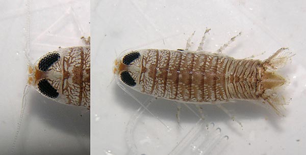 Ichthyoxenus amurensis (Gerstfeldt, 1858)