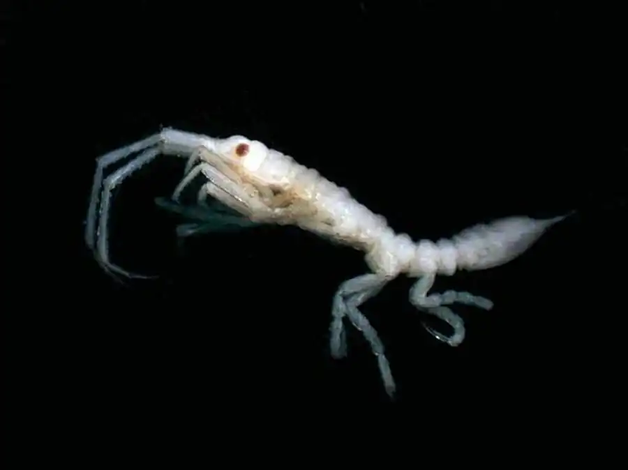 Род Mothocya Costa, 1851 Род Mothocya Costa, 1851