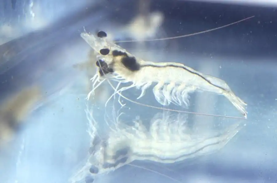 Непарные придатки головы изопод Непарные придатки головы изопод