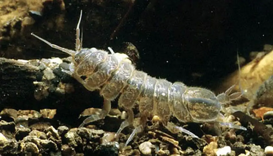 Mothocya sajori Bruce, 1986 Mothocya sajori Bruce, 1986