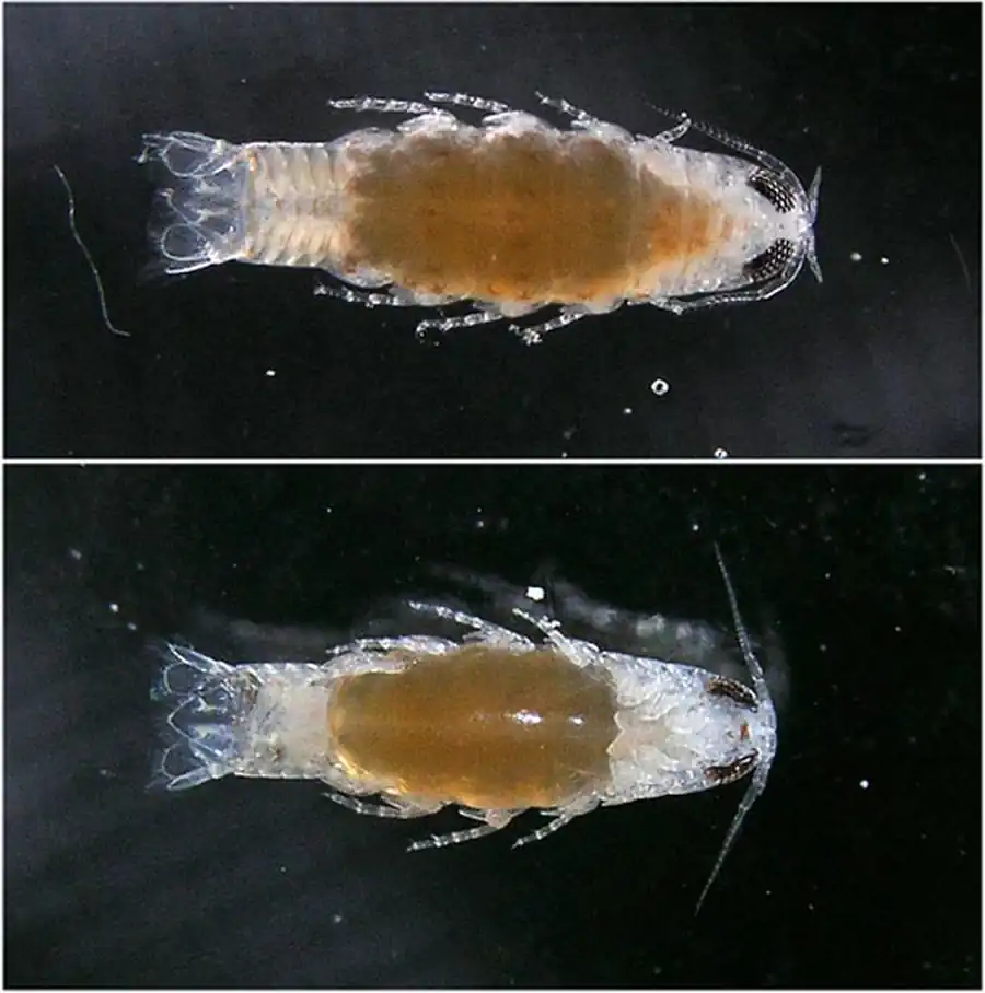 Подотряд ANTHURIDEA Monod, 1922 Подотряд ANTHURIDEA Monod, 1922