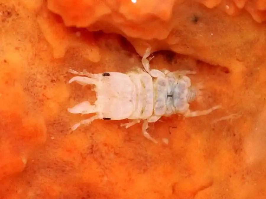 Paranthura japonica Richardson, 1909 Paranthura japonica Richardson, 1909