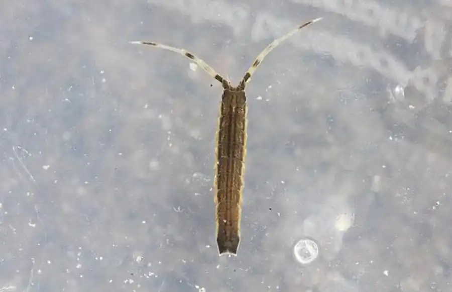 Подотряд VALVIFERA Sars, 1882 Подотряд VALVIFERA Sars, 1882