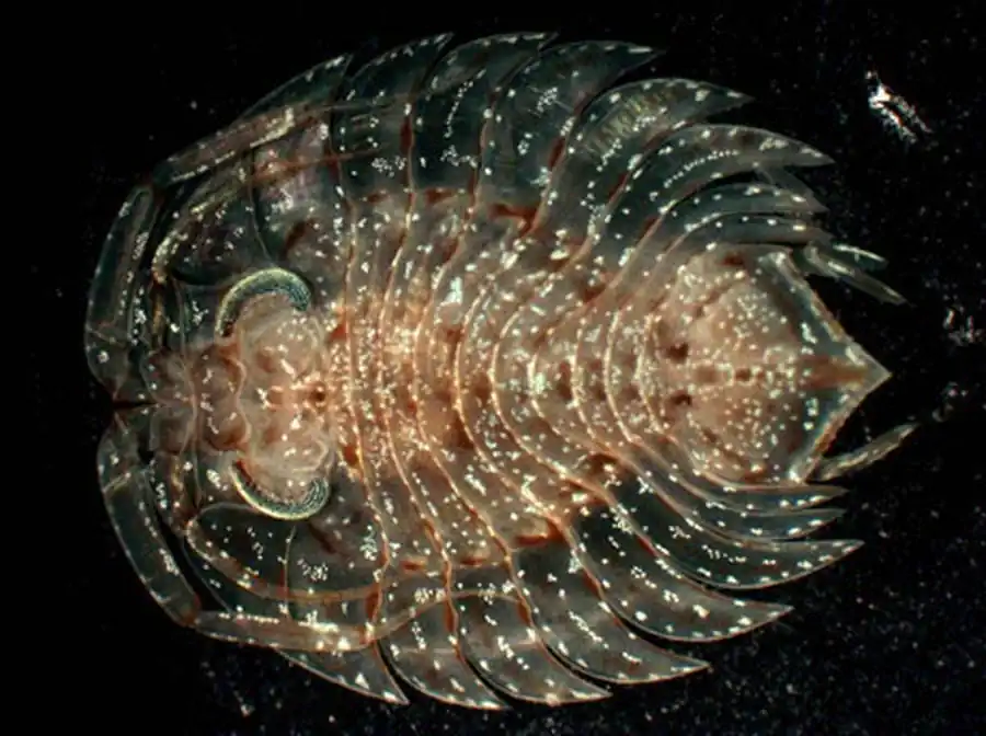 Семейство IDOTEIDAE Samouelle, 1819 Семейство IDOTEIDAE Samouelle, 1819