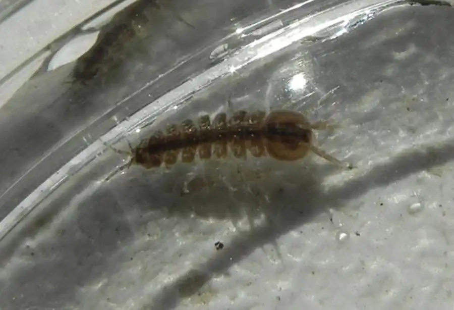 Род Idotea Fabricius, 1798 Род Idotea Fabricius, 1798