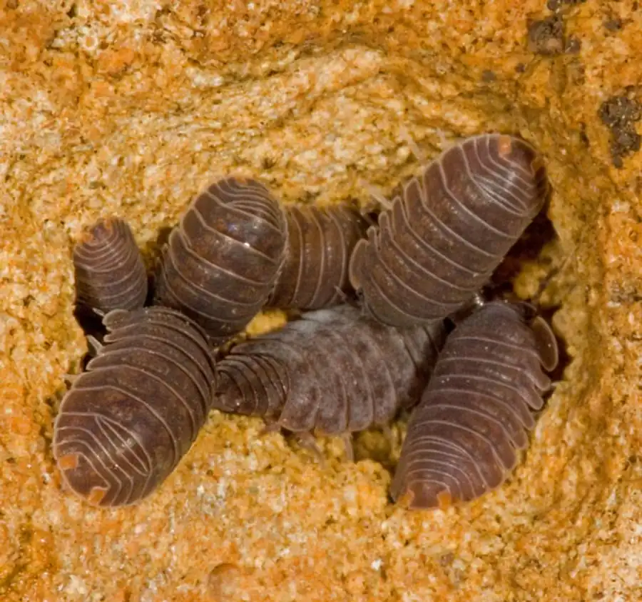 Idotea metallica Bose, 1802 Idotea metallica Bose, 1802