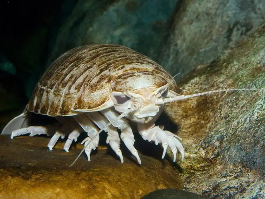 Idotea ochotensis Brandt, 1851 Idotea ochotensis Brandt, 1851