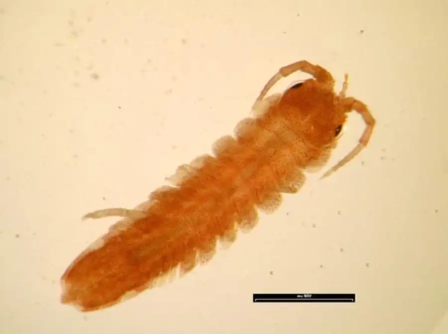 Idotea orientalis Gurjanova, 1933 Idotea orientalis Gurjanova, 1933