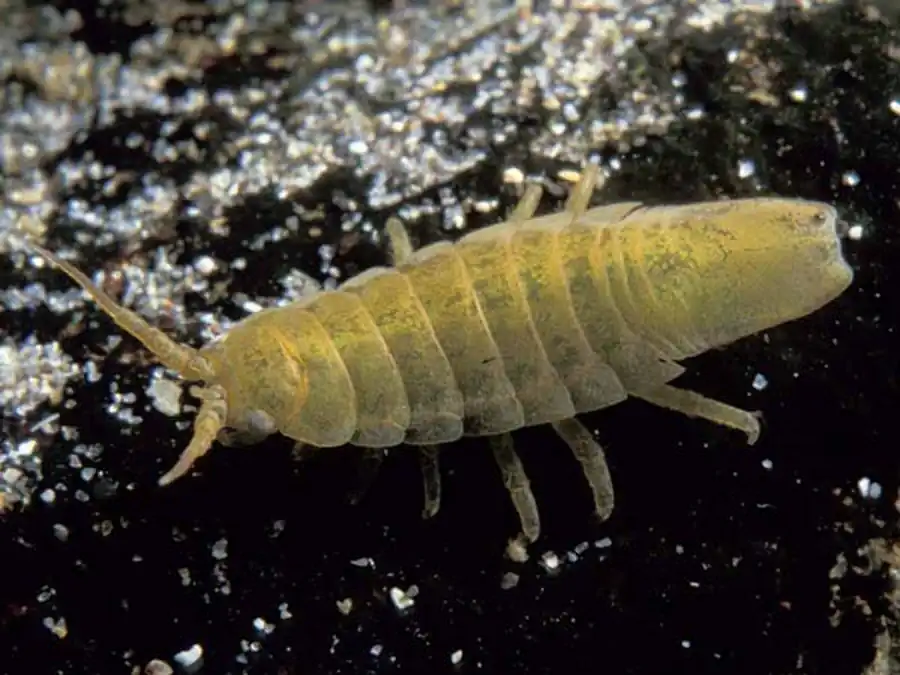 Idotea gurjanovae Kussakin, 1974 Idotea gurjanovae Kussakin, 1974