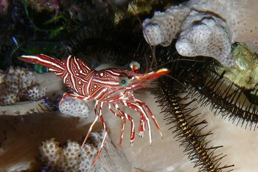 Псевдотрахеи изопод Псевдотрахеи изопод
