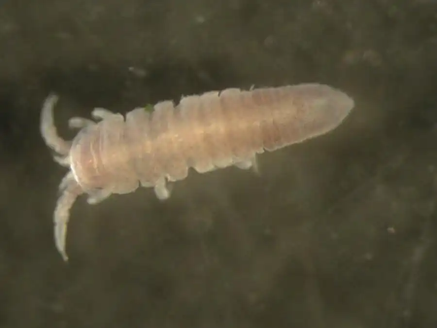 Род Pentidotea Richardson, 1905 Род Pentidotea Richardson, 1905