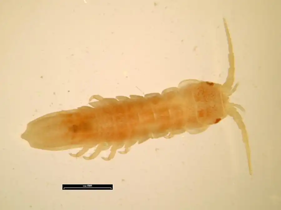 Род Cleantiella Richardson, 1909 Род Cleantiella Richardson, 1909