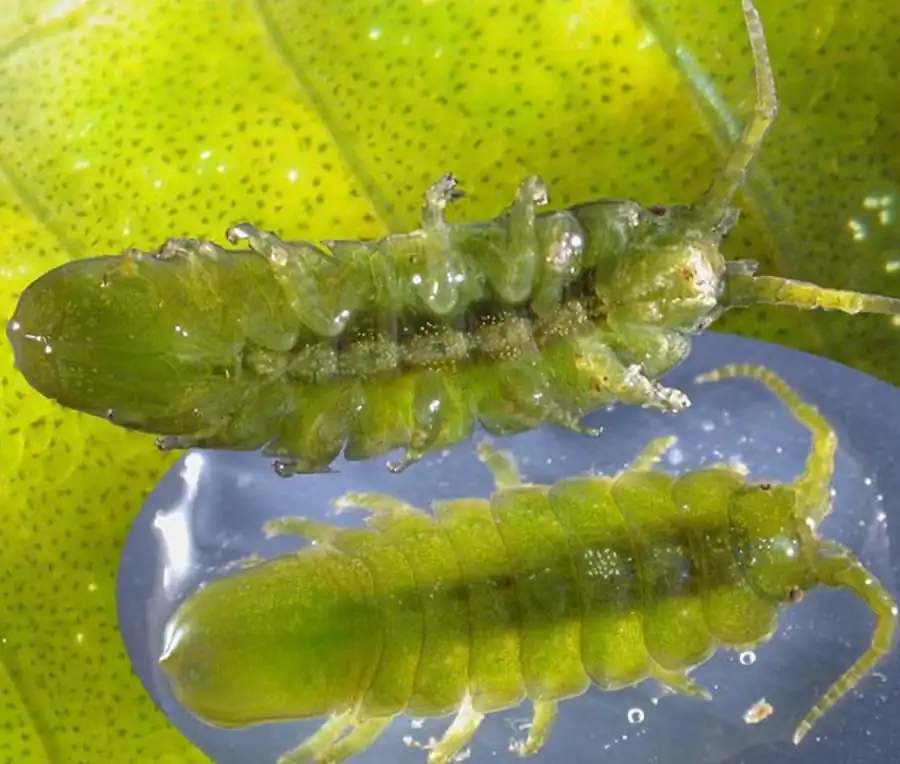 Cleantiella strasseni (Thielemann, 1910) Cleantiella strasseni (Thielemann, 1910)
