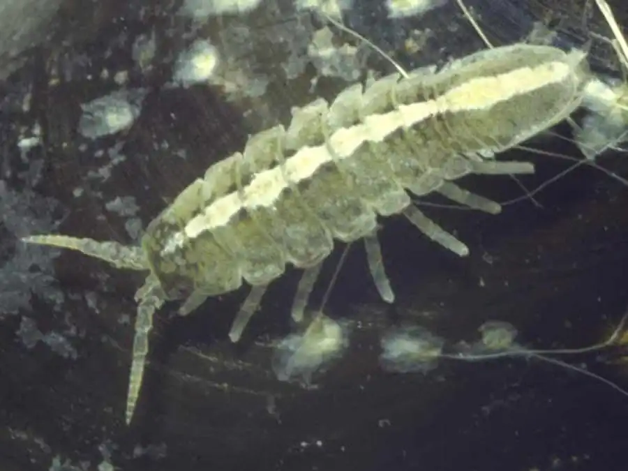 Род Pentias Richardson, 1904 Род Pentias Richardson, 1904